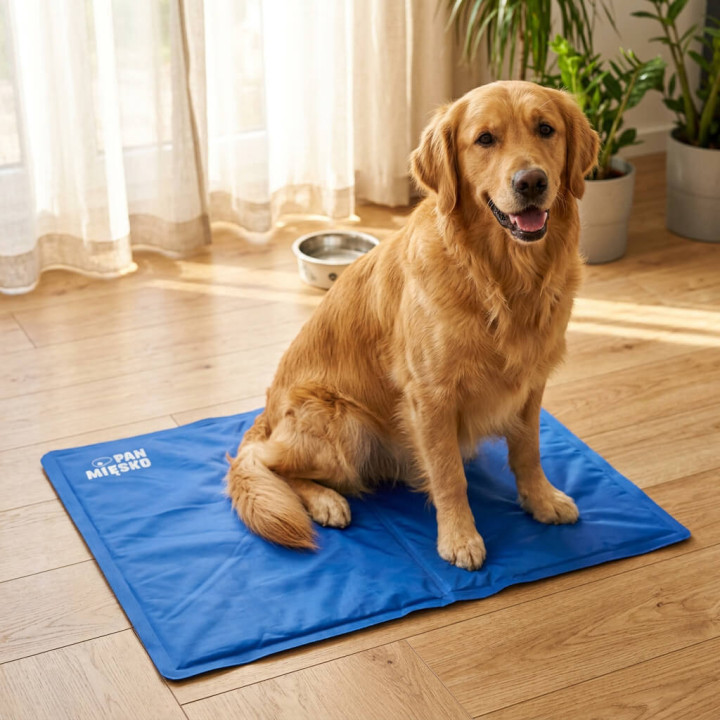 Golden retriever na niebieskiej macie chłodzącej dla psów